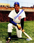 Billy Williams Signed Chicago Cubs Kneeling With Bat Pose 8x10 Photo (Beckett) - WIL08P110 - Billy Williams Signed Chicago Cubs Kneeling With Bat Pose 8x10 Photo (Beckett) product image